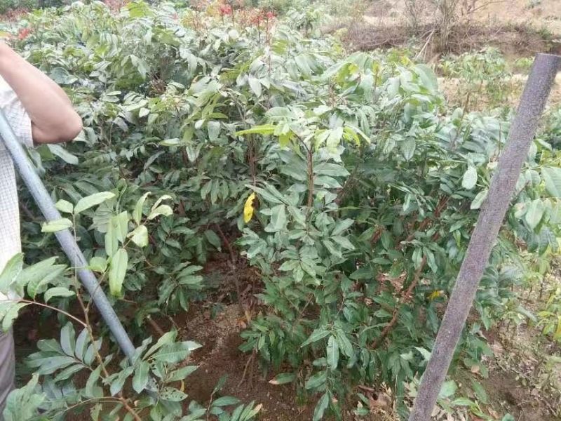 龙眼树苗50~80cm