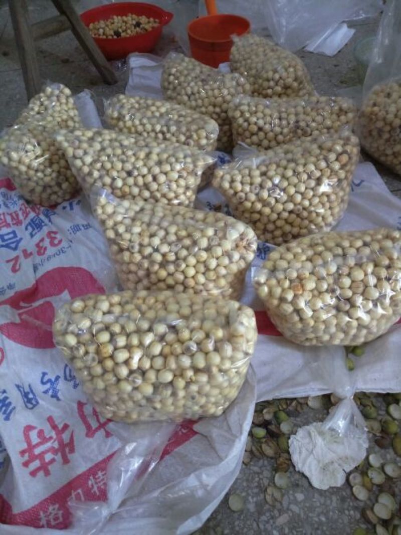 红莲子特级鲜莲子