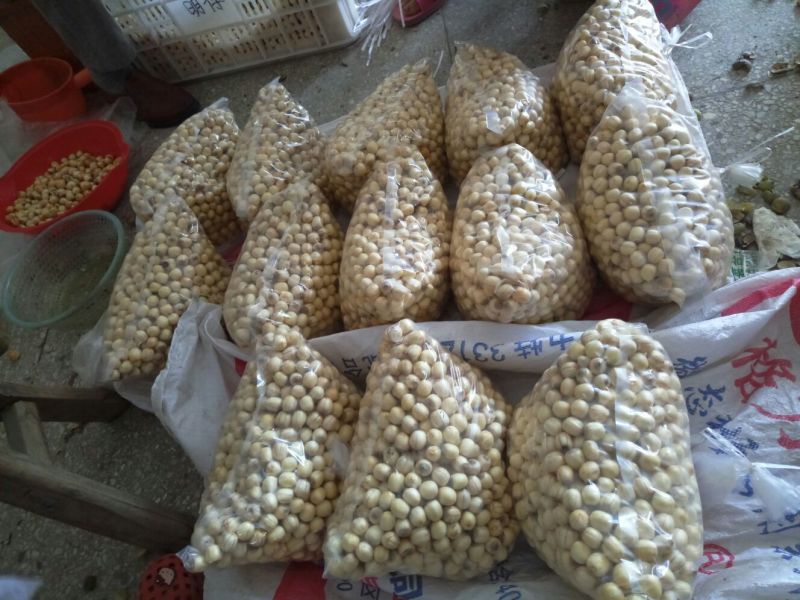 红莲子特级鲜莲子