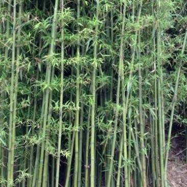 绿竹2~3m