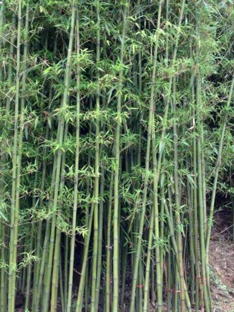 绿竹2~3m