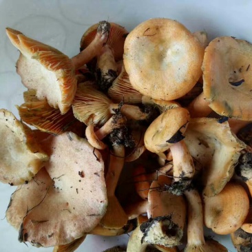 黄丝菌野生