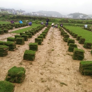 结缕草