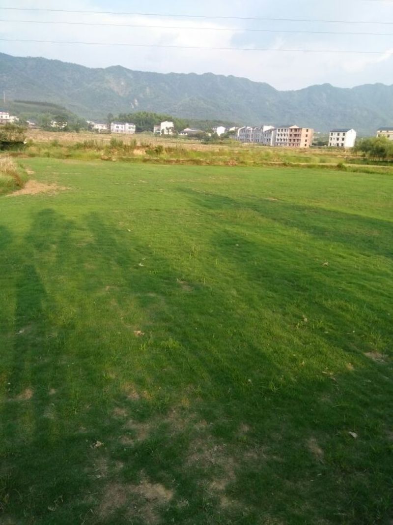 结缕草