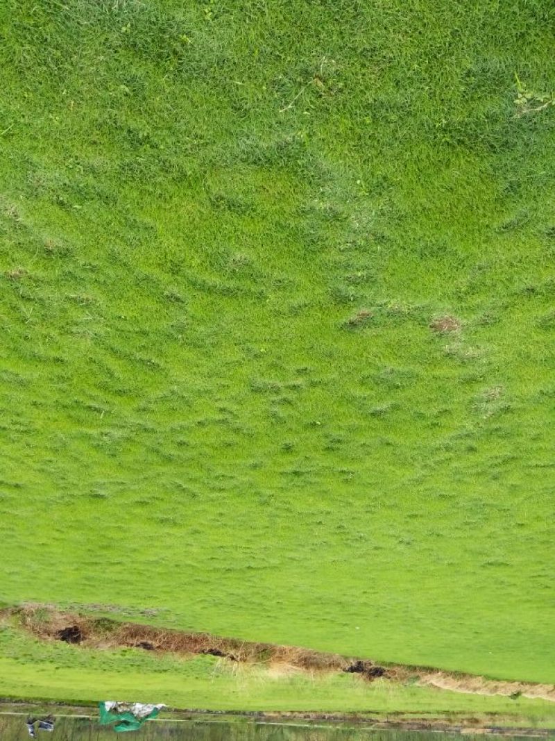 结缕草
