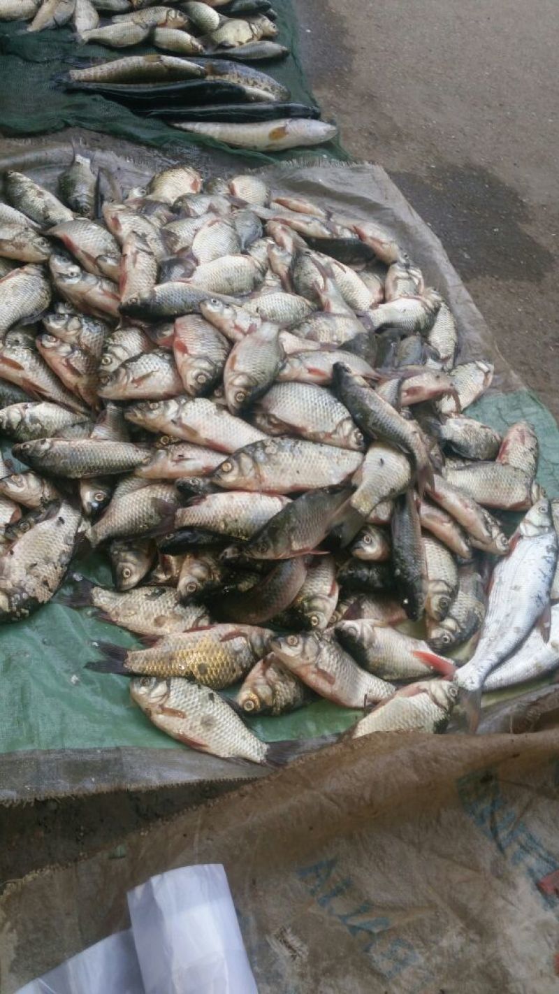 白鲫食用