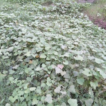 苍耳子