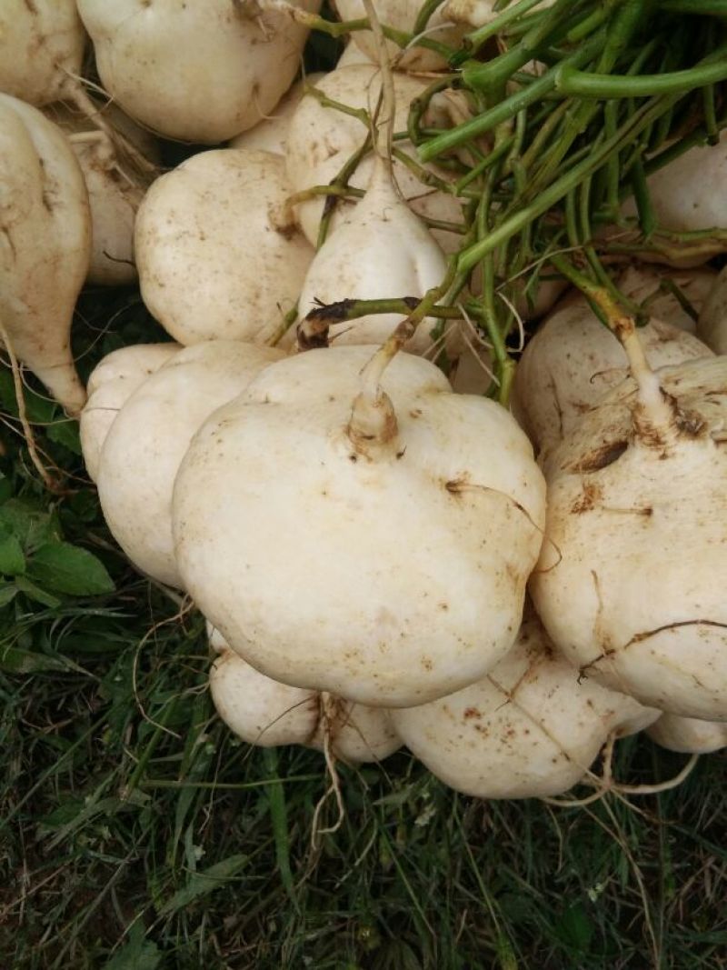 豆薯500~1000g