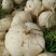 豆薯500~1000g