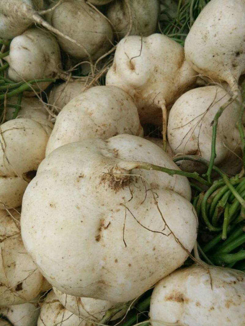 豆薯500~1000g