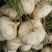 豆薯500~1000g