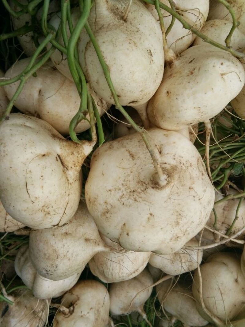 豆薯500~1000g