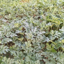 龙卷风西瓜10斤打底9成熟1茬