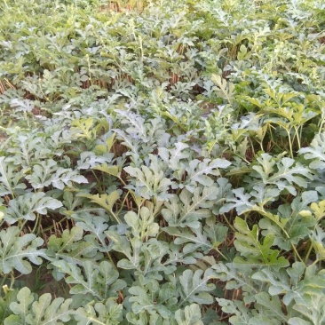 龙卷风西瓜10斤打底9成熟1茬