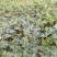 龙卷风西瓜10斤打底9成熟1茬