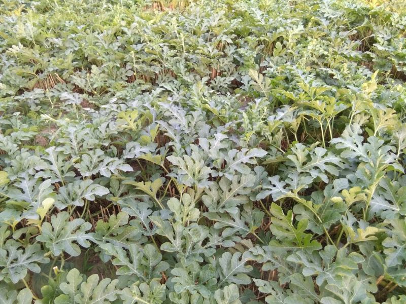 龙卷风西瓜10斤打底9成熟1茬