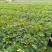 龙卷风西瓜10斤打底9成熟1茬