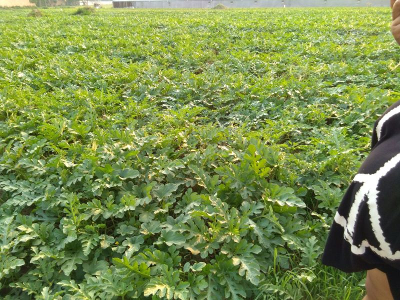 龙卷风西瓜10斤打底9成熟1茬