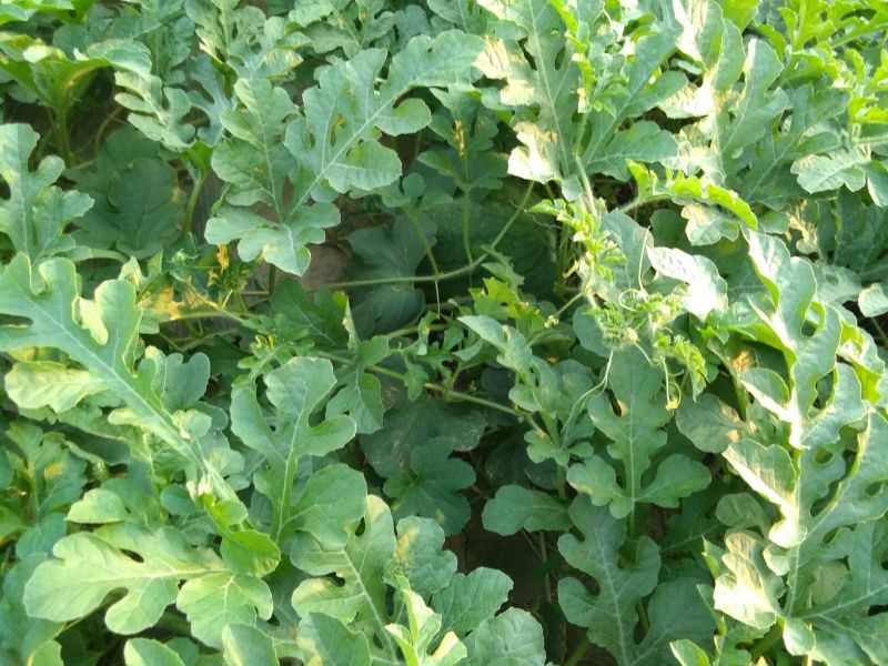 龙卷风西瓜10斤打底9成熟1茬