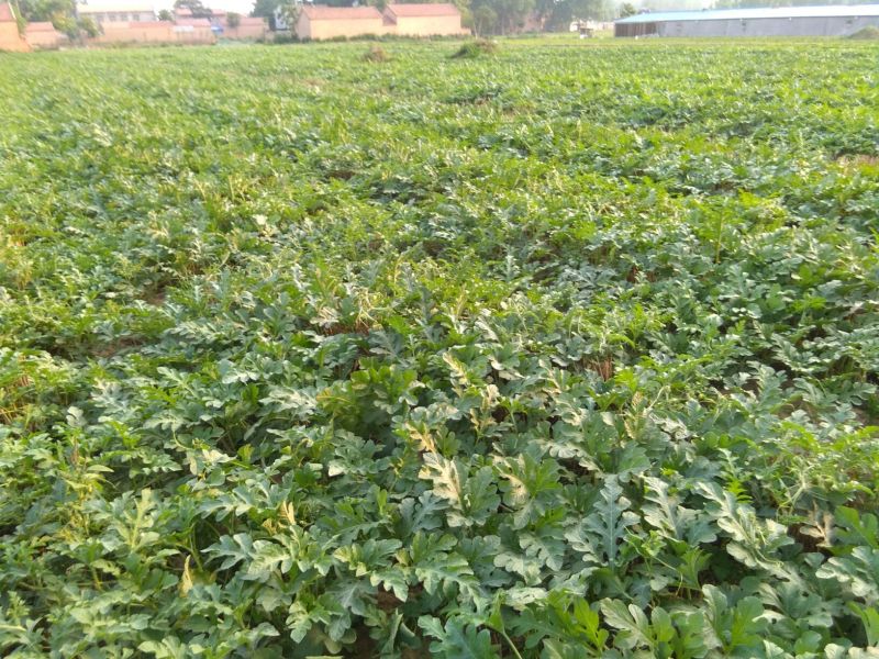 龙卷风西瓜10斤打底9成熟1茬