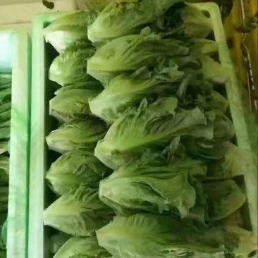 精品意大利生菜5-6两，云南大棚蔬菜，精品高山意大利