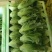 精品意大利生菜5-6两，云南大棚蔬菜，精品高山意大利