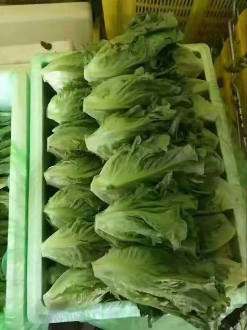 精品意大利生菜5-6两，云南大棚蔬菜，精品高山意大利