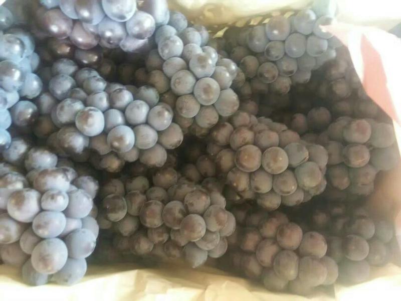 京亚葡萄1~2斤5%以下