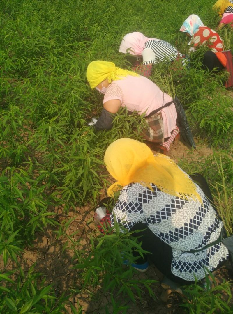 桃树苗80cm以上
