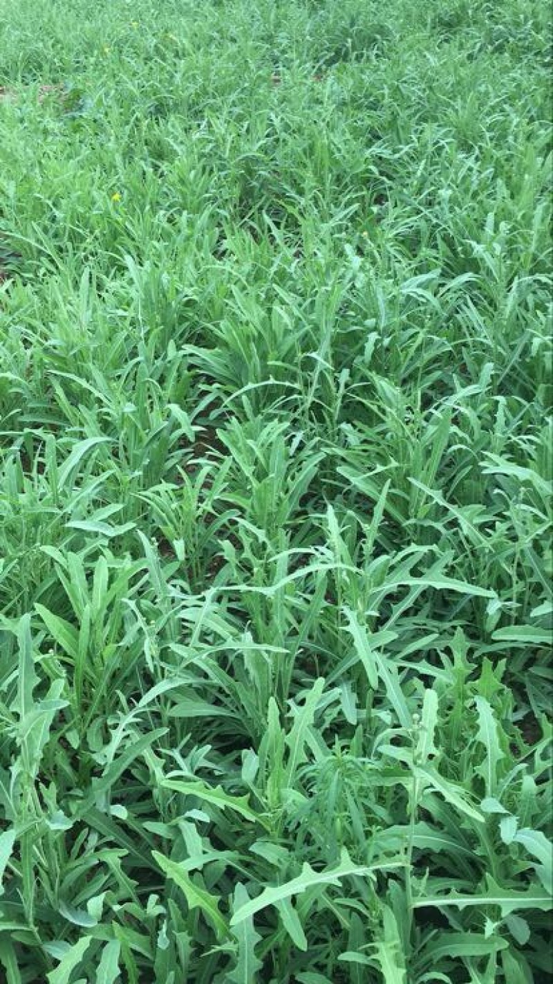 苦苣菜15~20厘米