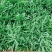 苦苣菜15~20厘米