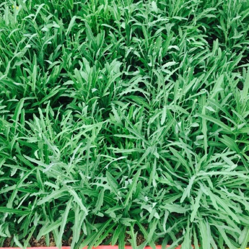苦苣菜15~20厘米