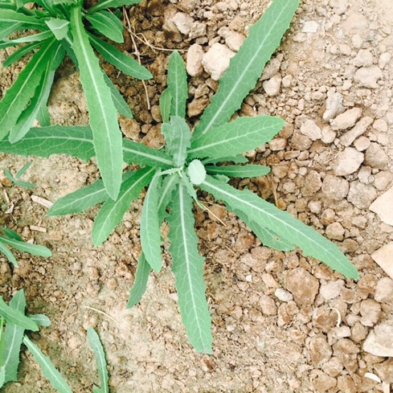 苦苣菜15~20厘米