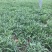 苦苣菜15~20厘米
