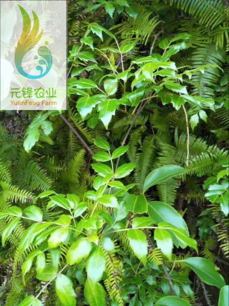 藤茶三级