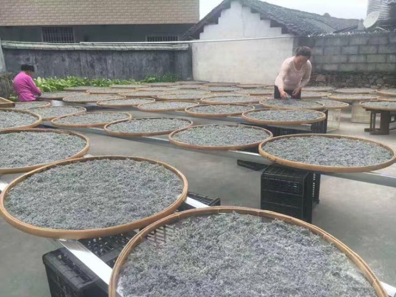 藤茶三级