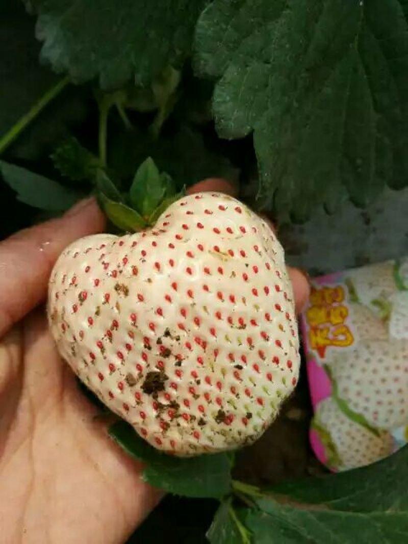 白雪公主草莓苗白草莓