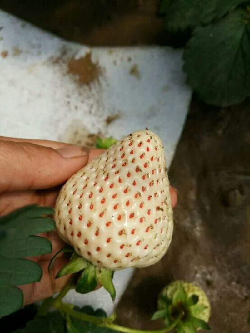 白雪公主草莓苗白草莓
