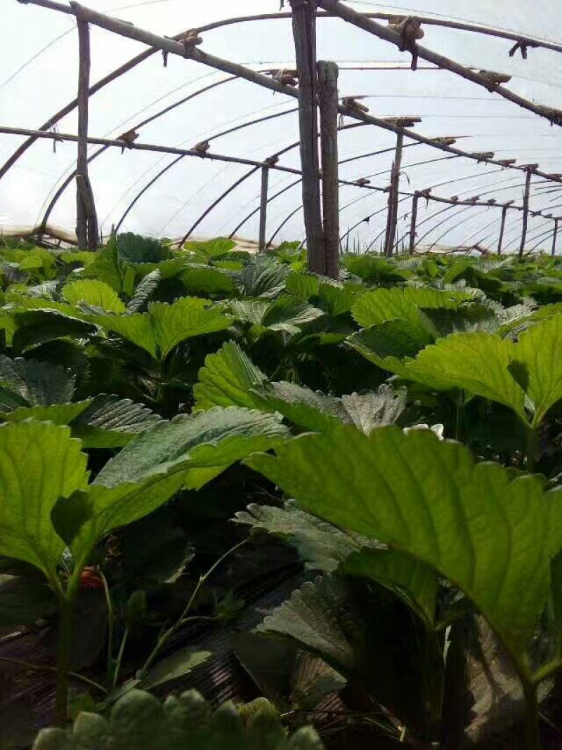 白雪公主草莓苗白草莓