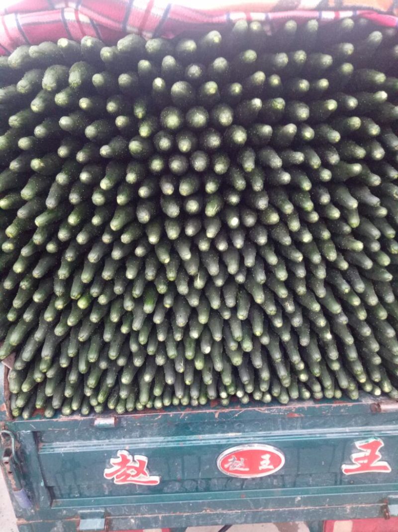 中农106黄瓜18~22公分干花带刺