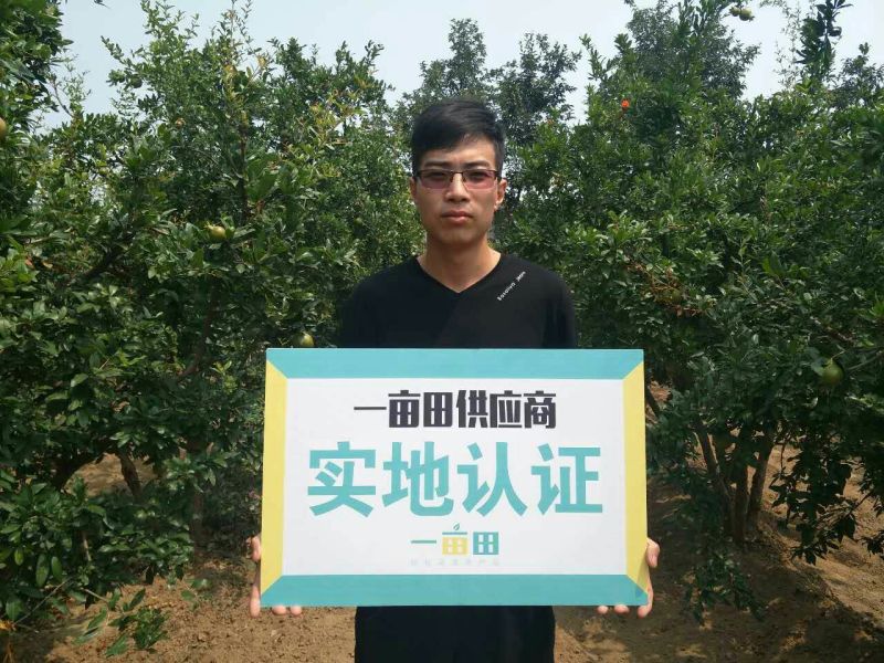 荥阳突尼斯软籽石榴/微商电商5斤礼盒一件代发直播带货包邮