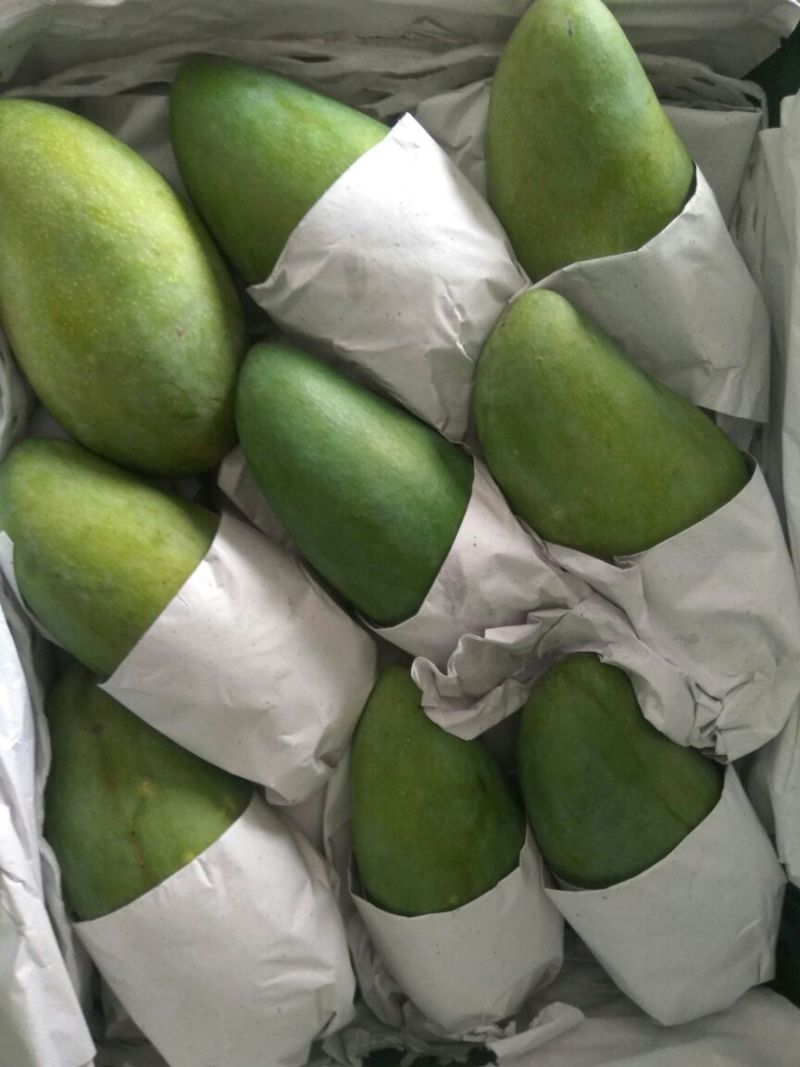 大青芒10两以上