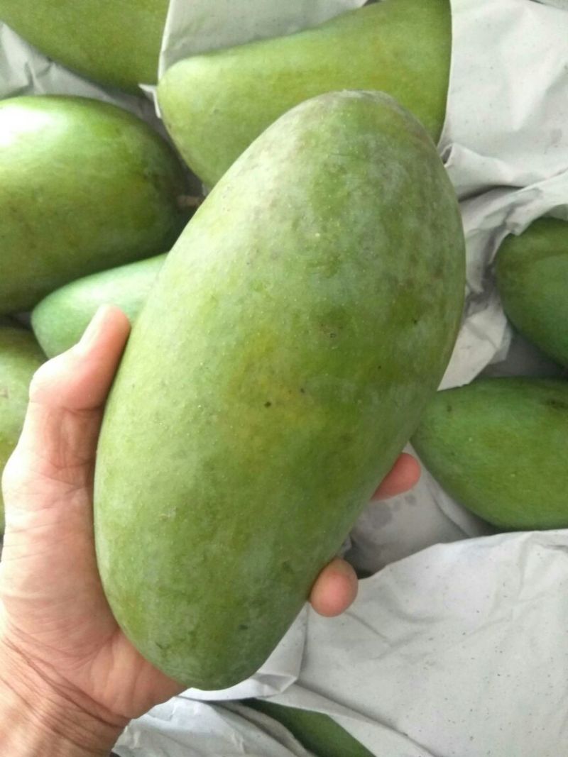 大青芒10两以上
