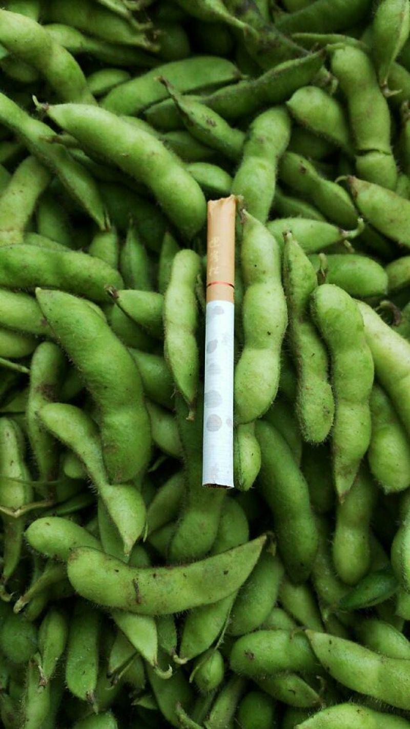 翠绿宝毛豆，色鲜味道好，可大量供应，市场批发，加工打米