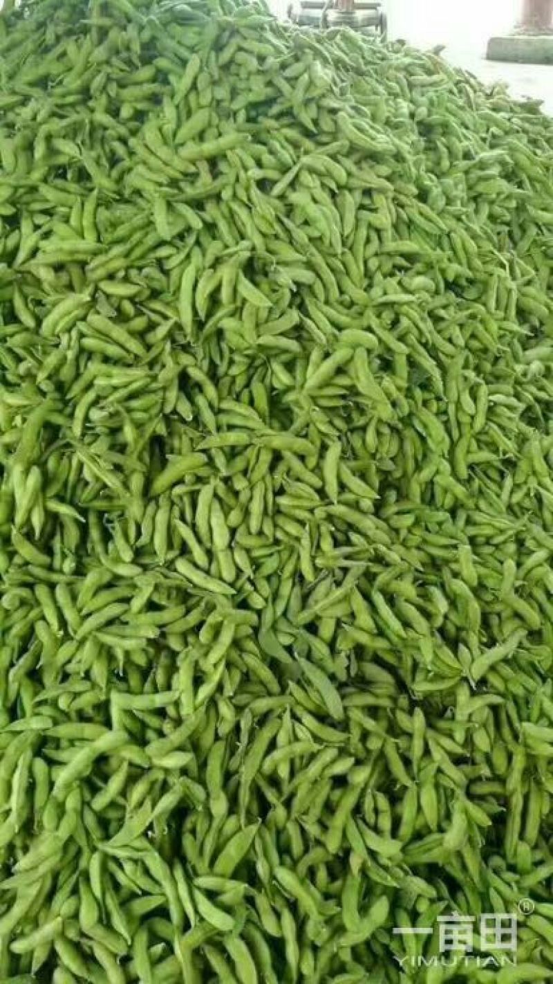 翠绿宝毛豆，色鲜味道好，可大量供应，市场批发，加工打米