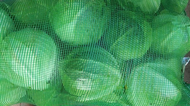 后皮甘蓝产地直销可视频看货可打冷2~3斤精品