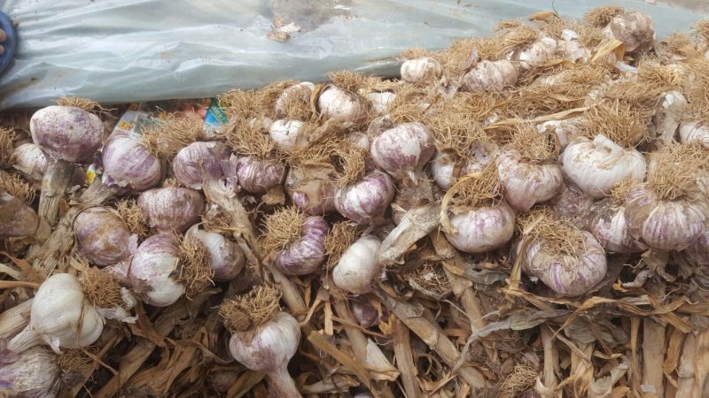大蒜大量脱水蒜