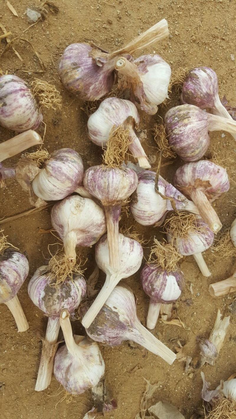 安丘大量脱水紫皮蒜蒜种。