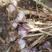 安丘大量脱水紫皮蒜蒜种。