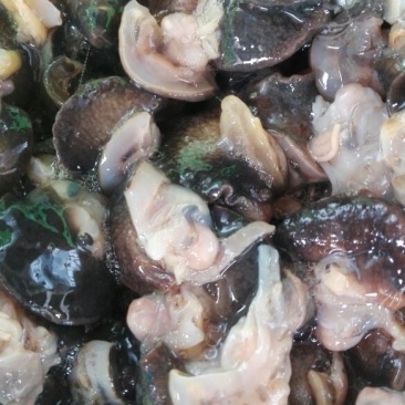 天然绿色褐云玛瑙黑蜗牛肉
